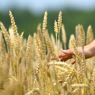 Le gluten constitue environ 80 % des protéines contenues dans le blé. [simonkr]