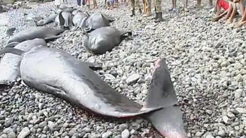 Séquence chosie - Une centaine de baleines pilotes se sont échouées sur les côtes du Cap Vert.