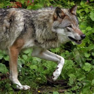 Le loup a attaqué des génisses dans la région de Crans-Montana en juillet.