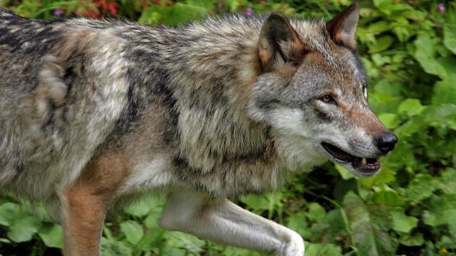 Le loup a attaqué des génisses dans la région de Crans-Montana en juillet.