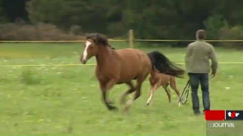 VD: l'avenir du Haras national d'Avenches était au centre d'une réunion ce vendredi