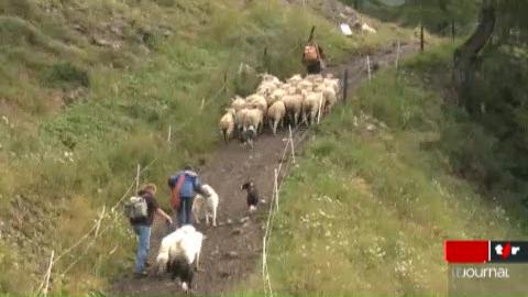 Mesures de protection contre les loups en Valais: des moutons vont être employés pour protéger les troupeaux de vaches contre le loup