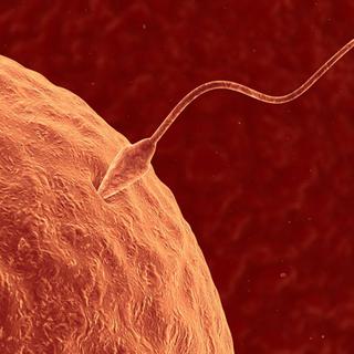 Un spermatozoïde qui féconde une ovule. [stephen sweet]