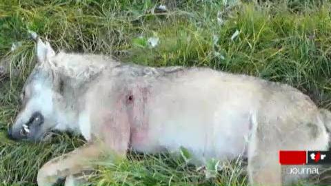 VS: un loup mâle a été abattu tôt mercredi matin, au-dessus de Crans-Montana