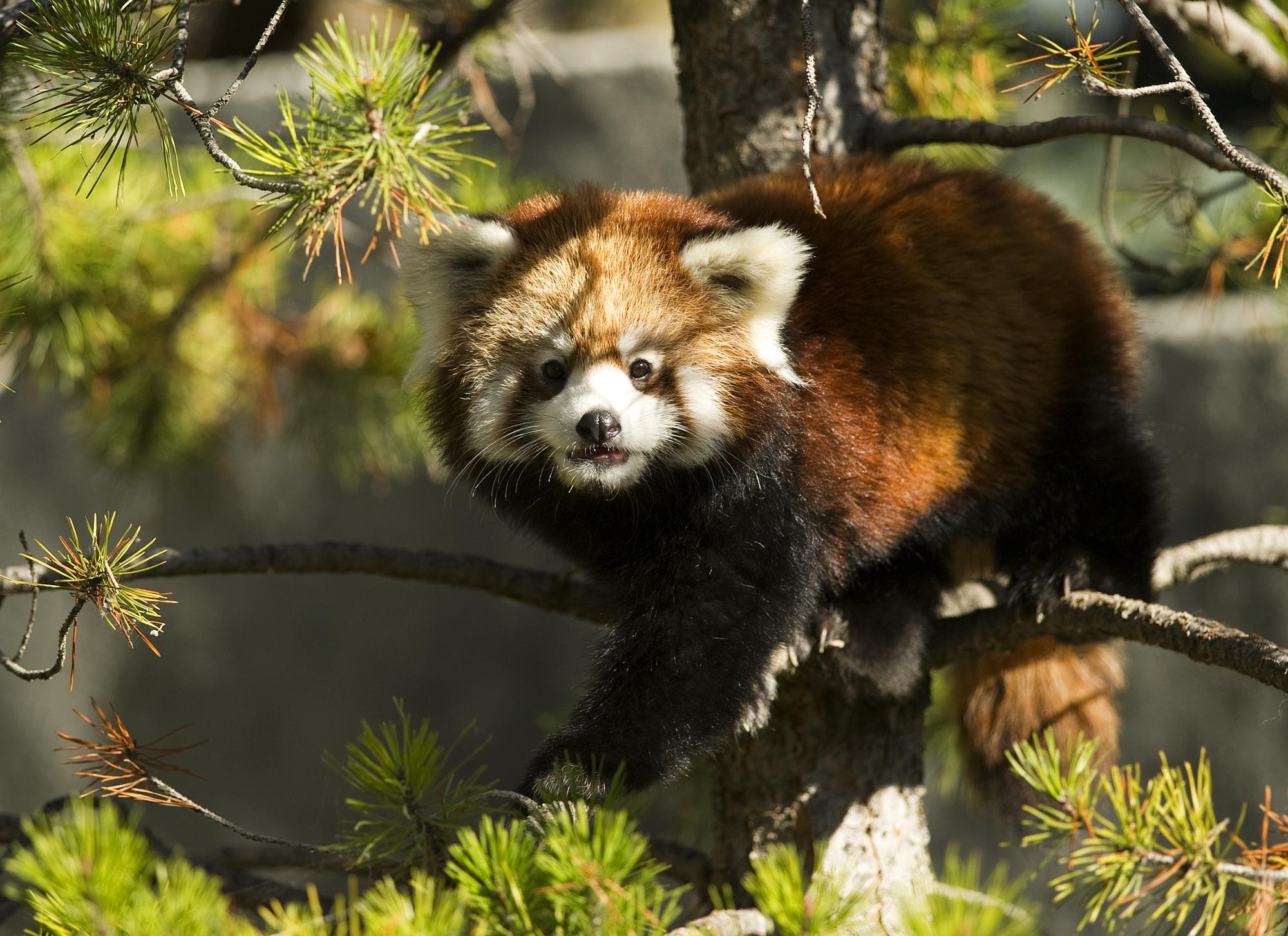 Le nombre d'espèces menacées, comme le panda rouge, s'accroît dangereusement, selon les experts. [REUTERS - � Todd Korol / Reuters]