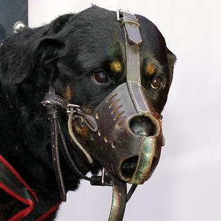 Ici un Rottweiler avec une muselière. Des chiens potentiellement dangereux.