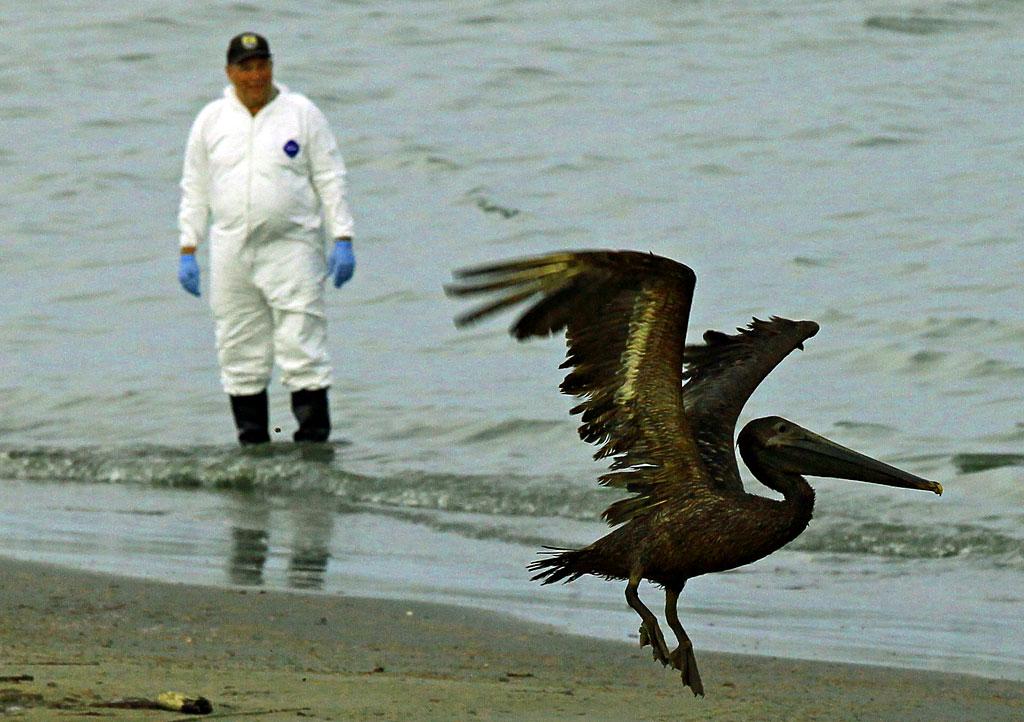 Les oiseaux ont déjà payé le prix fort de ce désastre écologique. [win mcnamee]