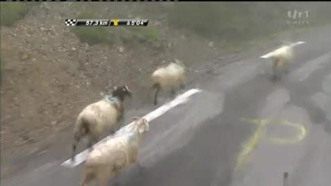 Cyclisme / Tour de France (17e étape): un troupeau de moutons s'immisce dans le peloton lors de la montée du Col du Soulor