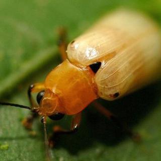 Un insecte, de l'ordre des coléoptères.