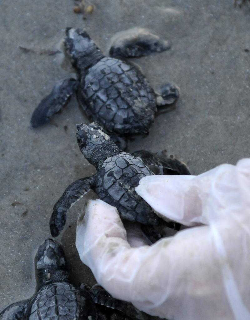 Des bébés tortues ont été touchés par le pétrole lundi. [KEYSTONE - Pat Sullivan]