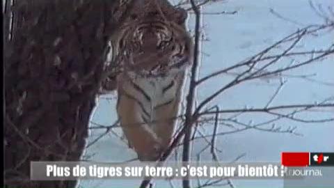 Géopolitis: les tigres disparaissent petit à petit