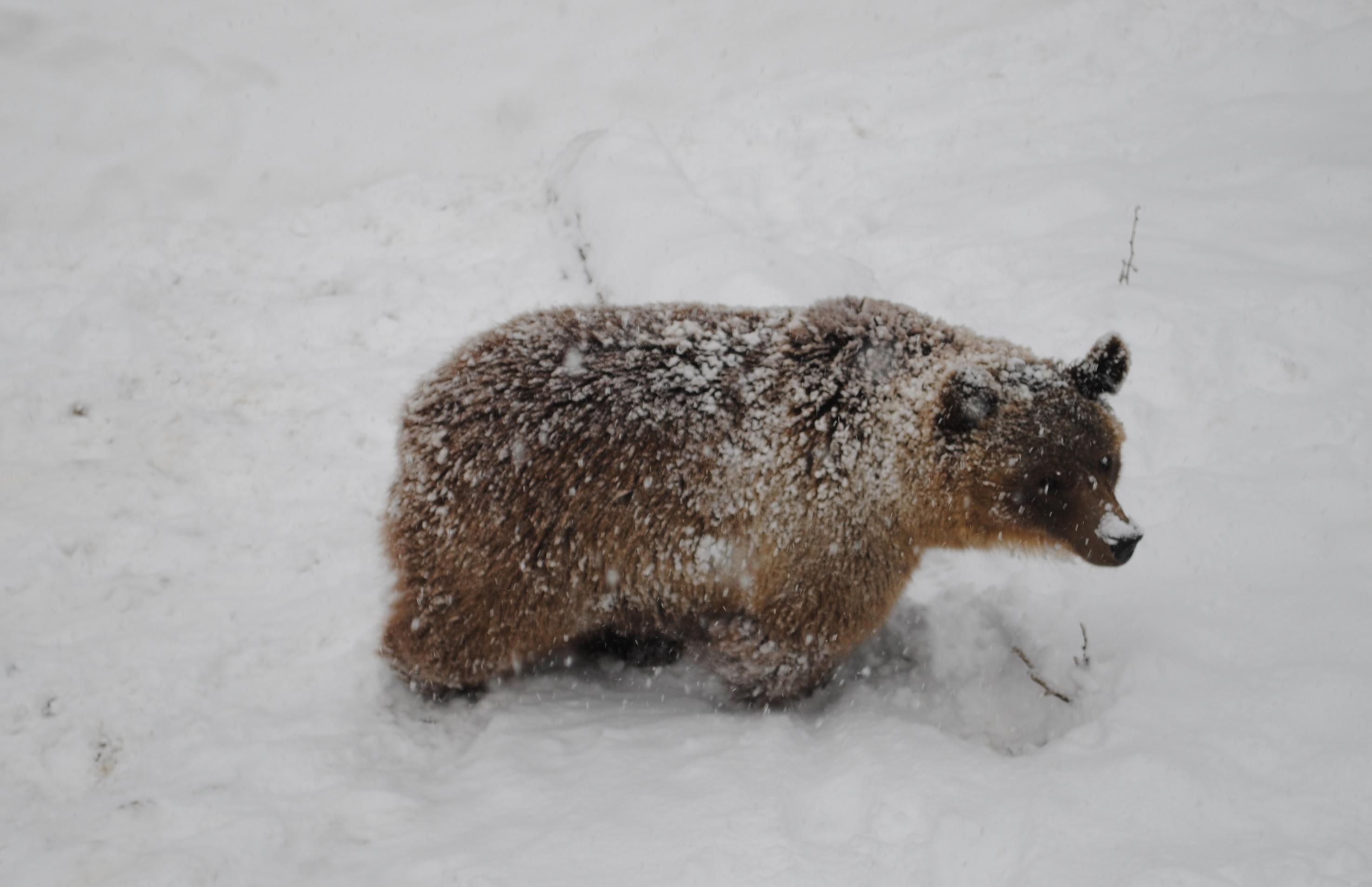 Les ours de Berne ont aussi eu droit à la neige. [Genez]