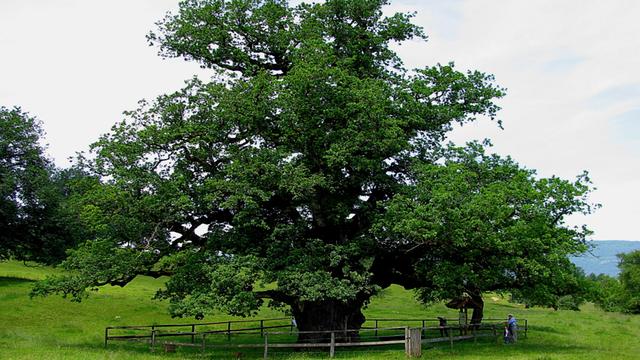 Le chêne millénaire de Châtillon. [juratourisme.ch]