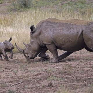 Les rhinocéros sont les mammifères les plus menacés. [Joerg Heimann]