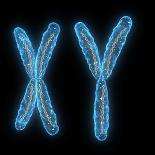 Représentation fantaisiste des chromosomes XY. [fotolia - Sebastian Kaulitzki]