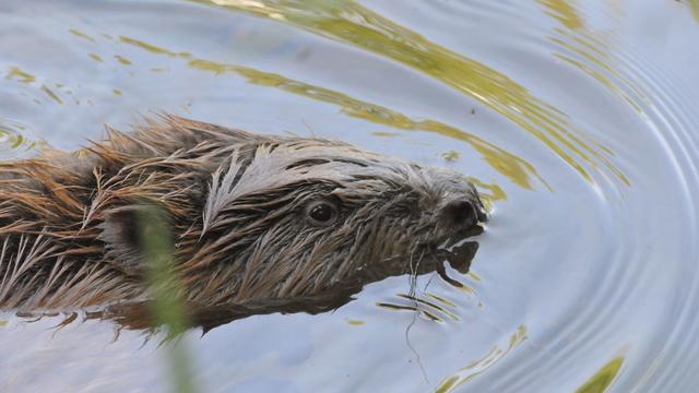 Au bord du Lac de Neuchâtel, un castor à l'embouchure de l'Areuse, près de Cortaillod. [Von Auw]