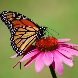 Un papillon. [Fotolia - Cathleen Howland]