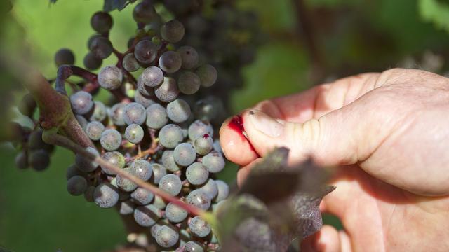 L'objectif des recherches est de réduire la quantité de produits phytosanitaires, dont le cuivre, tout en garantissant la protection de la vigne contre ses principaux agresseurs fongiques. [Gaetan Bally]