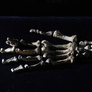 Une des mains des restes d'Australopithecus Sediba, découvert en Afrique du Sud. [ALEXANDER JOE]