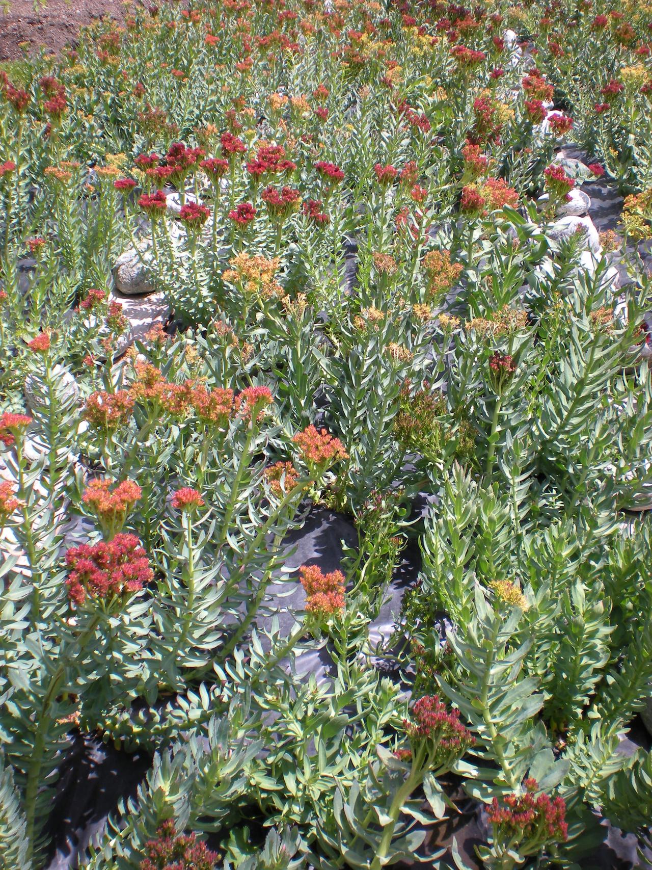 La rhodiole rose croît naturellement dans les régions alpines entre 1700 et 3200 mètres.