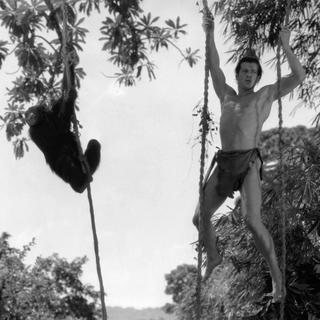 Cheetah est apparu dans les films "Tarzan, l'homme singe" en 1932 puis "Tarzan et sa compagne" en 1934. [The Kobal Collection]