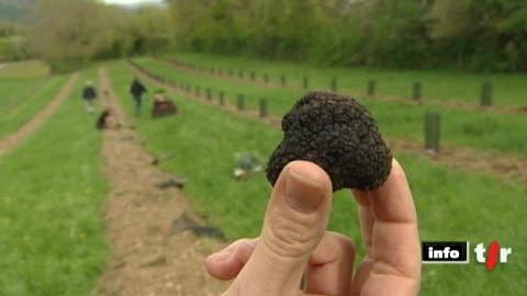 Découverte de la truffe noire, champignon très recherché mais dont la culture se fait rare en Suisse