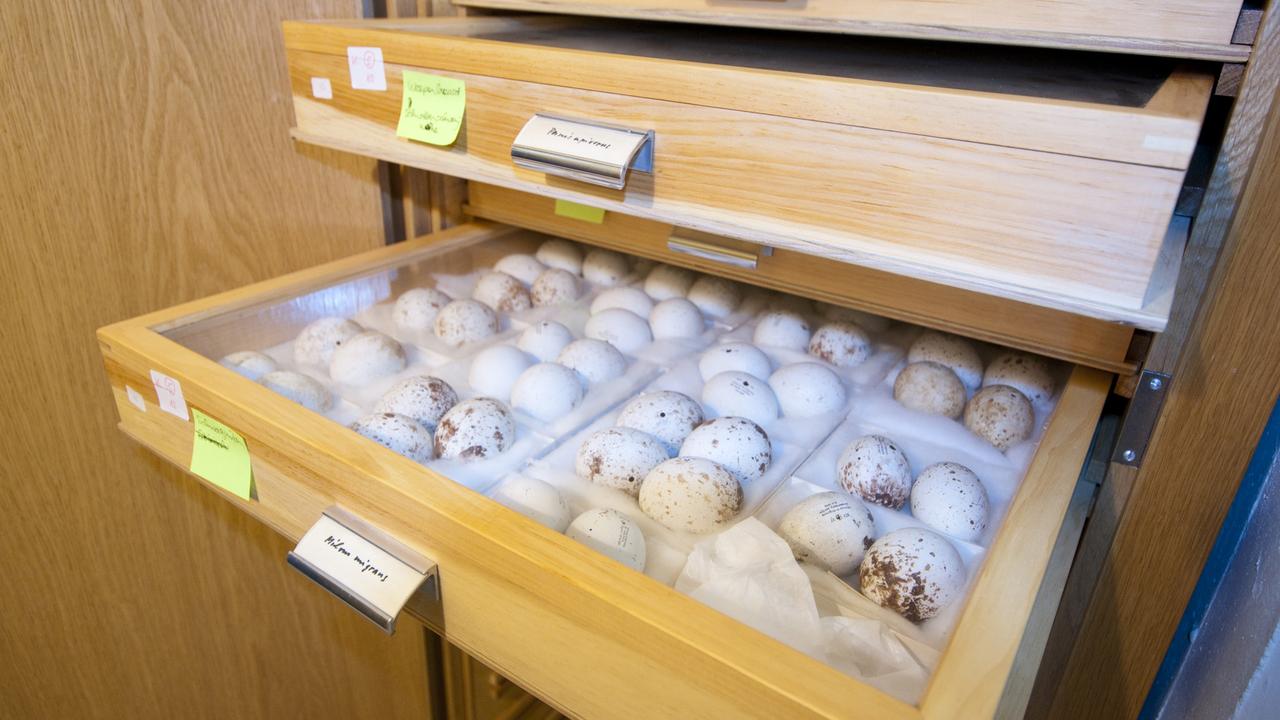 Collection d'oeufs de Werner Haller, acquise par le Muséum d'histoire naturelle de Genève. [museum histoire naturelle de geneve]