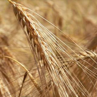 Les gens qui souffrent de la maladie coeliaque ont développé une intolérance au gluten, qui constitue environ 80% des protéines contenues dans le blé. [Philcopain]