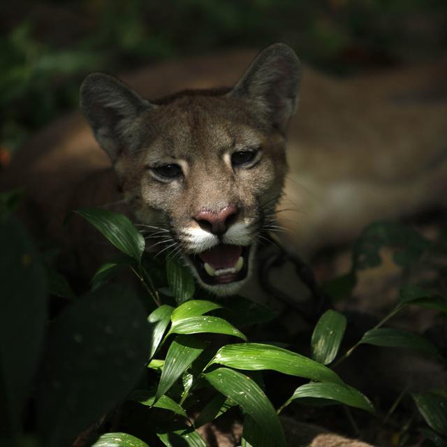 Puma de l’est outlet americain