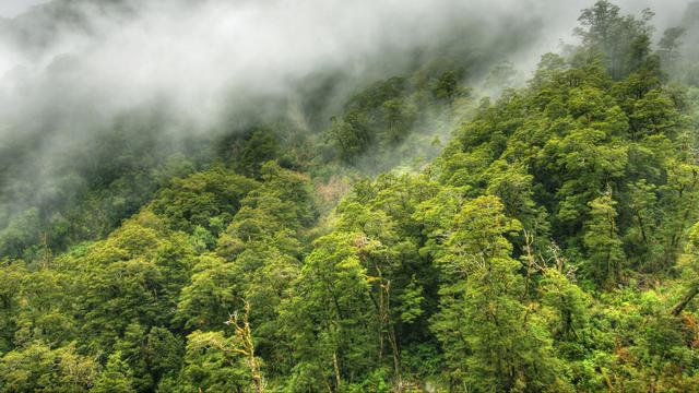 A Madagascar, la forêt tropicale est menacée de disparition. [Christopher Meder]