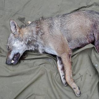 Un loup avait été abattu en Valais en août 2009. [VS]