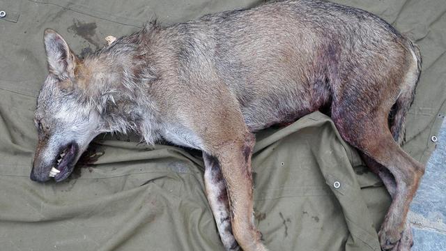 Un loup avait été abattu en Valais en août 2009. [VS]