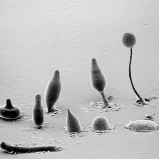Montage photographique du cycle de vie de Dictyostelium discoideum. [microbewiki.kenyon.edu]