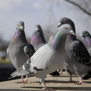 Les pigeons des villes savent reconnaître les personnes qui leur donnent régulièrement à manger. [fotolia - markus luigs]