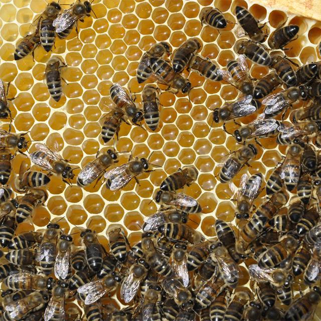 Les colonies d'abeilles sont en diminution dans nos contrées.
happyculteur
fotolia [happyculteur]