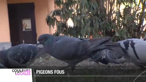 GE: depuis quelques semaines, on assiste à une hécatombe de pigeons