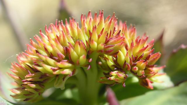 La rhodiole rose est une plante grasse qui stimule les défenses immunitaires, les facultés physiques et mentales et permet de lutter contre le stress