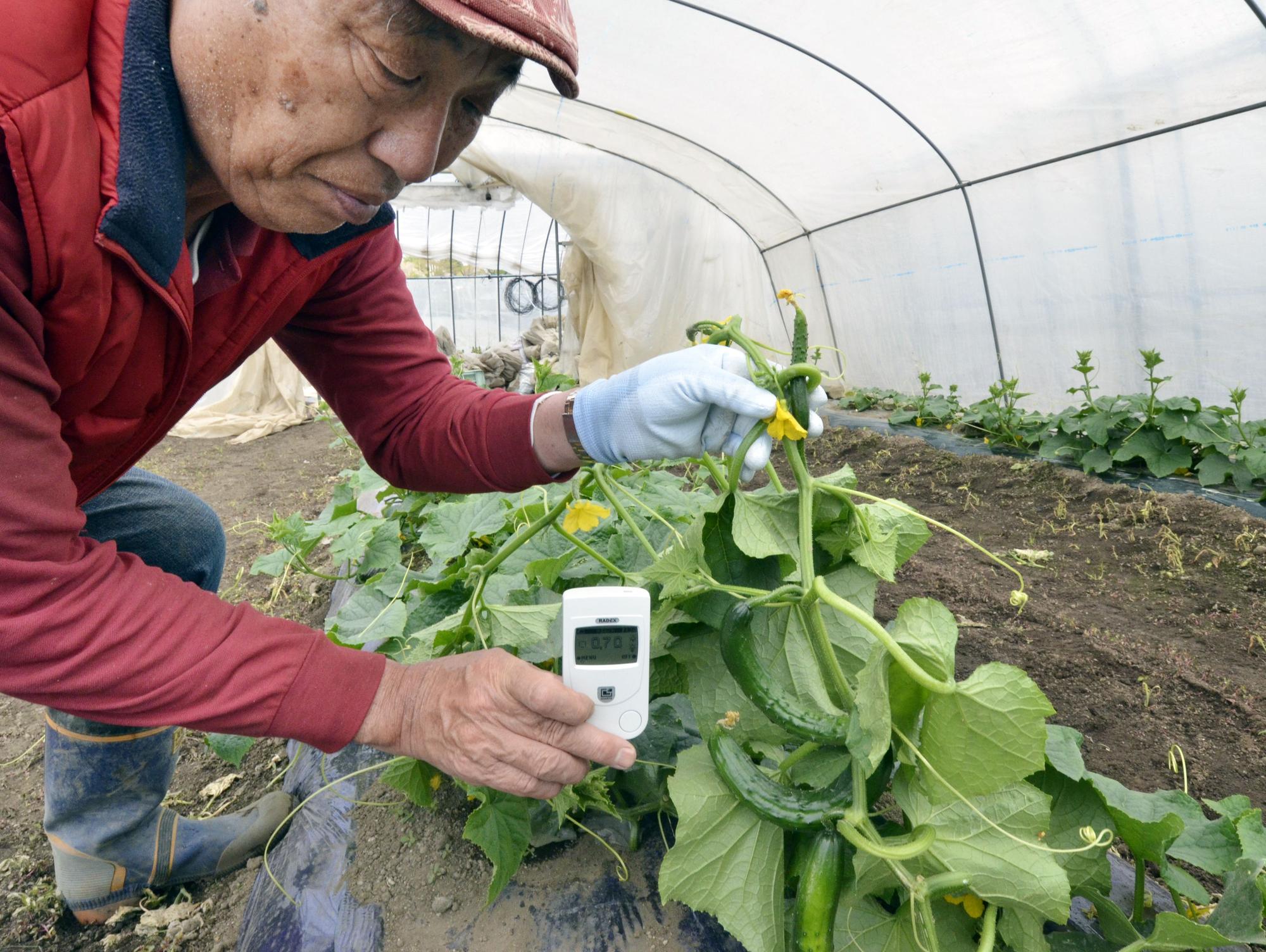 Un paysan mesure le taux de radioactivité dans ses concombres à Nihonmatsu, à 50 km de Fukushima. [AFP - Yoshikazu Tsuno]