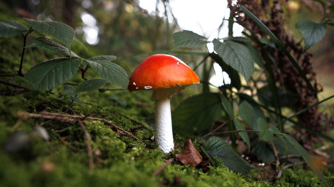 La présence de champignons, comme l'amanite tue-mouches, est indispensable aux forêts. [Sigi Tischler]