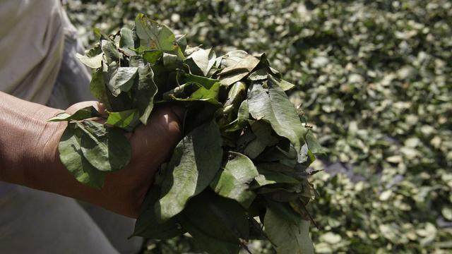 Le Pérou est devenu le premier producteur de feuilles de coca, la matière première. [AP Photo/Martin Mejia]