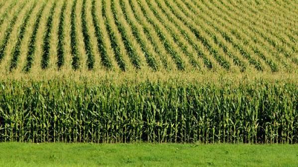 La flambée des cours du blé et du maïs font craindre une nouvelle crise alimentaire. [fotolia - nicknacks]