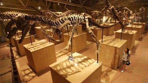 Des squelettes de dinosaures dans un musée