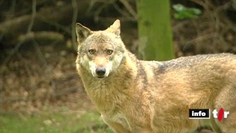 VS: une étude sur les conséquences de la présence du loup a été lancée