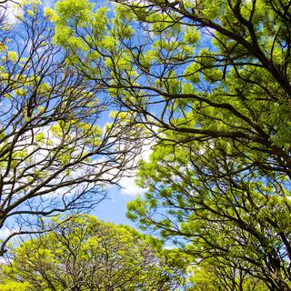 Un acacias d'Afrique du Sud est capable de prévenir ses congénères des dangers [Fotolia - Angel_a]