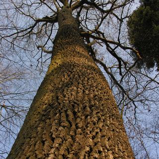 Le grand chêne des Perrolets St.-Jean, le plus vieux chêne du Canton de Neuchâtel. [dr]