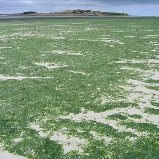 Des algues Ulva Armoricana lors d'une marée verte dans le nord Finistère. [Wikimedia / Creative Commons - Thesupermat]