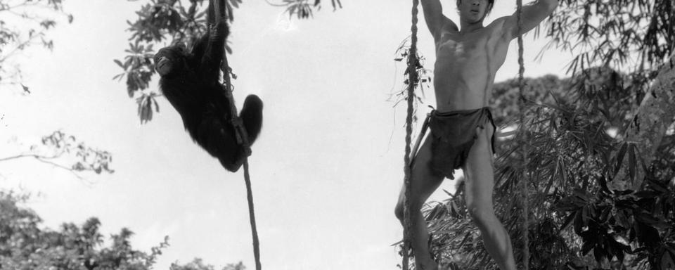 Cheetah est apparu dans les films "Tarzan, l'homme singe" en 1932 puis "Tarzan et sa compagne" en 1934. [The Kobal Collection]