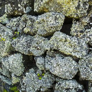 Les lichens colonisent les murs. [nzgmw]