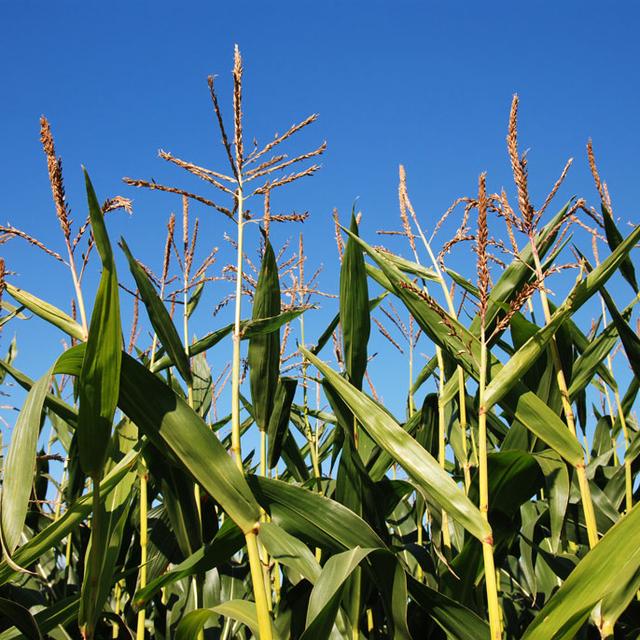 L’échéance du moratoire interdisant la culture à but commercial de plantes transgéniques prend fin en novembre 2013. [Fotolia - Springfield Gallery]