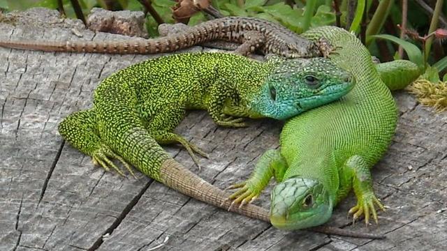 Couple de lézard vert avec un lézard des murailles (gris) [Wikimedia / Creative Commons - Benchaum]